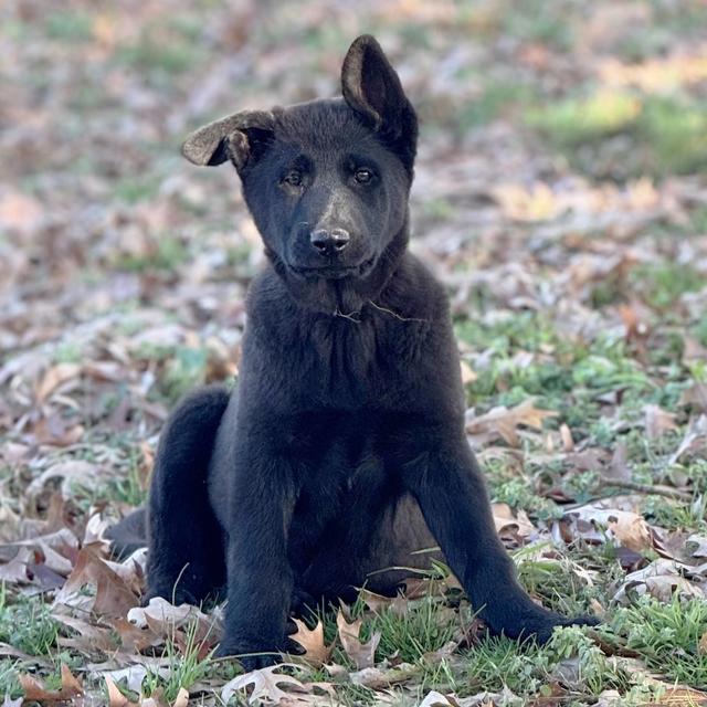 Chloe - German Shepherd Dog