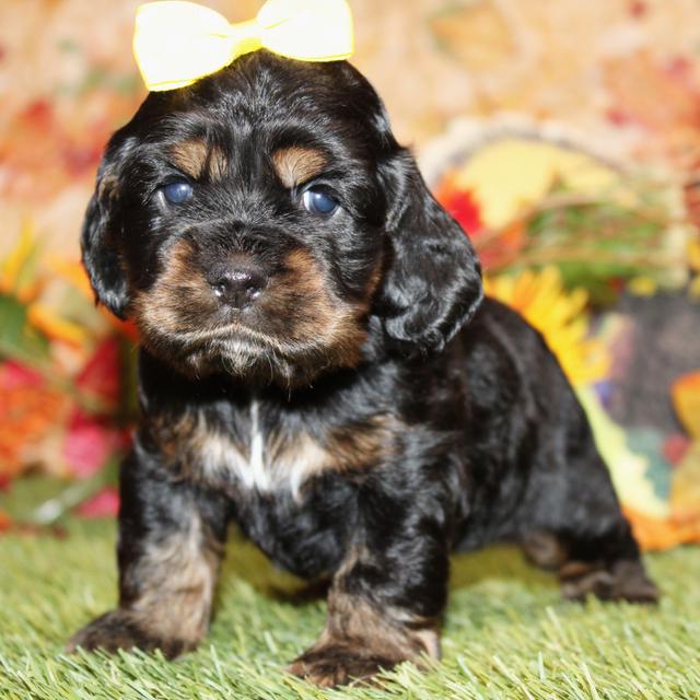 Farah - Cocker Spaniel