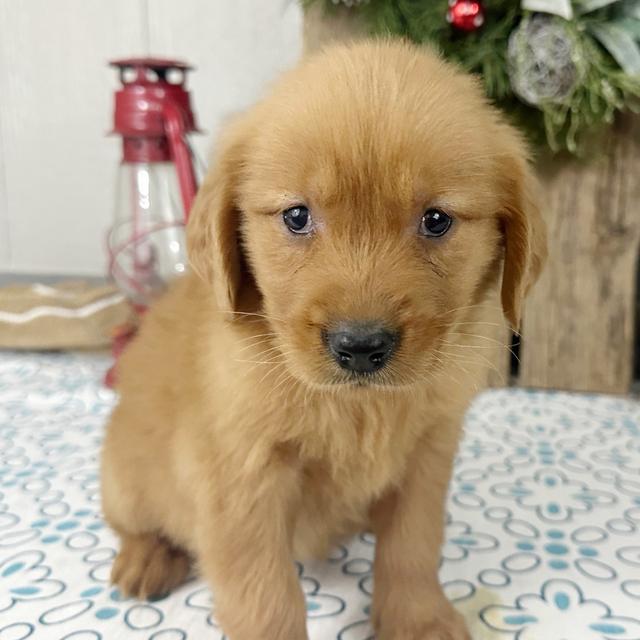 Nancy - Golden Retriever