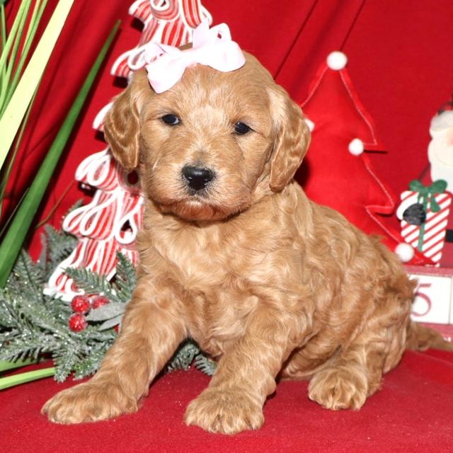 Macy - Goldendoodle