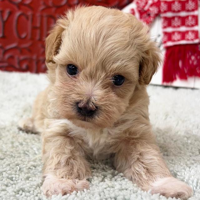 Dawson - Maltipoo