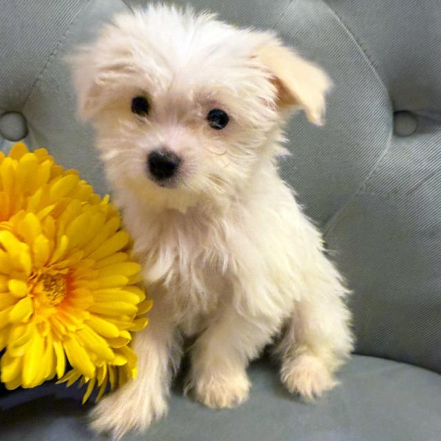 Snowball - Maltese