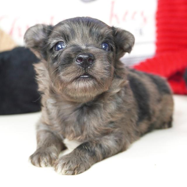 Ken - Aussiedoodle