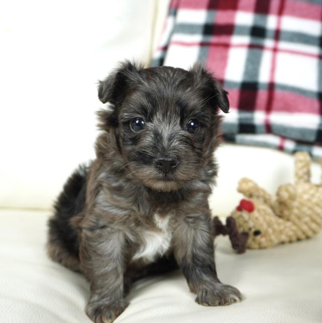 Ken - Aussiedoodle