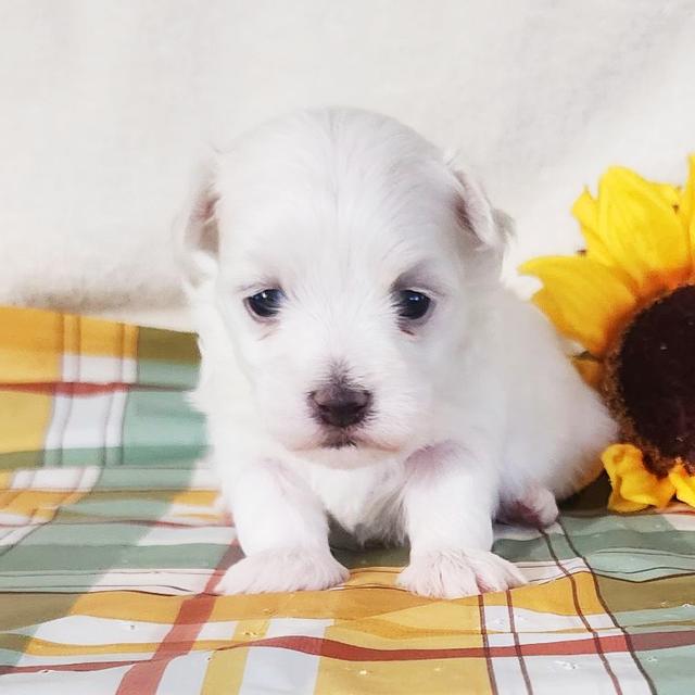 Skyla - Maltese