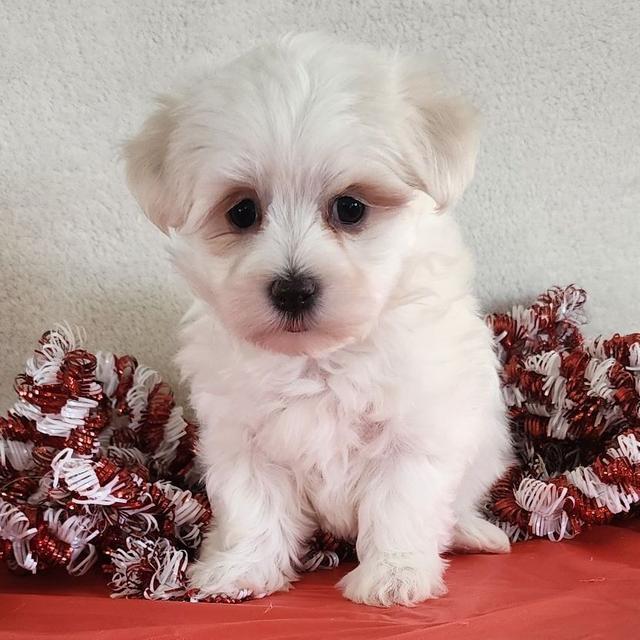 Skyla - Maltese