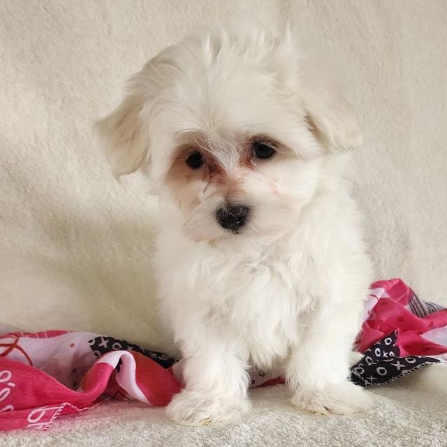 Skyla - Maltese