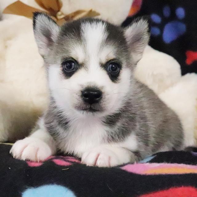 Toro - Pomsky