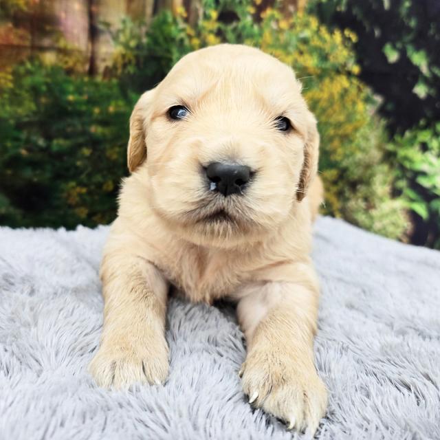 Sage - Golden Retriever