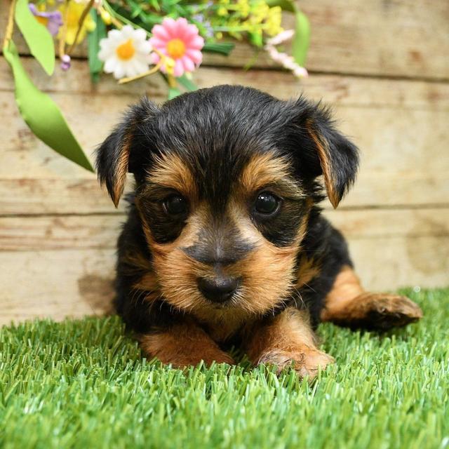 Brooks - Yorkshire Terrier