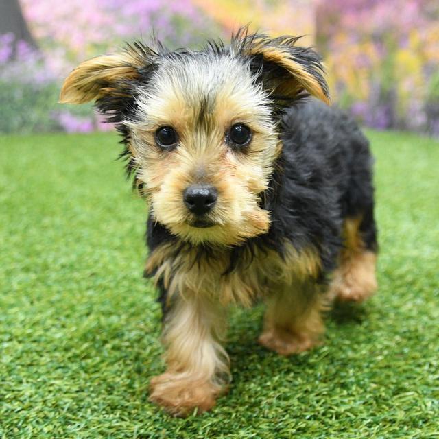 Brooks - Yorkshire Terrier