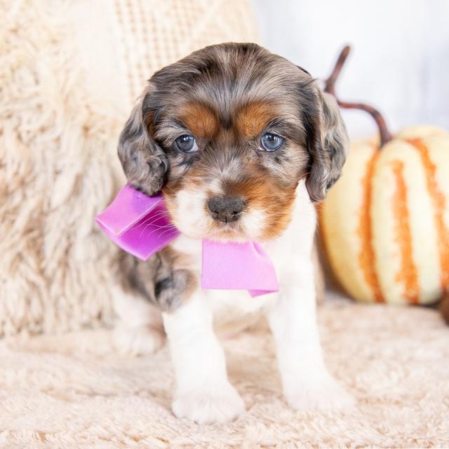 Daisy - Cocker Spaniel