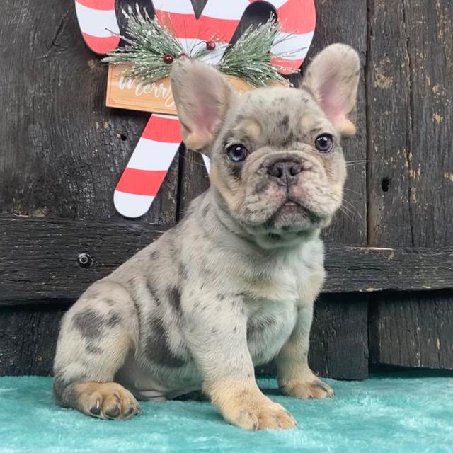 Dasher - French Bulldog