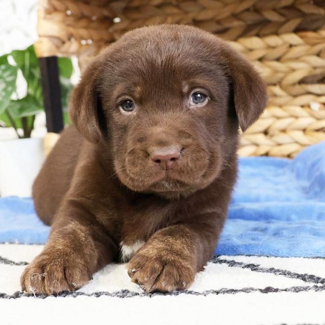 Terry - Labrador Retriever