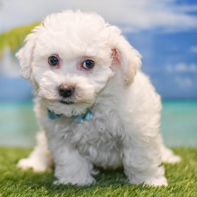 Tanner - Bichon Frise