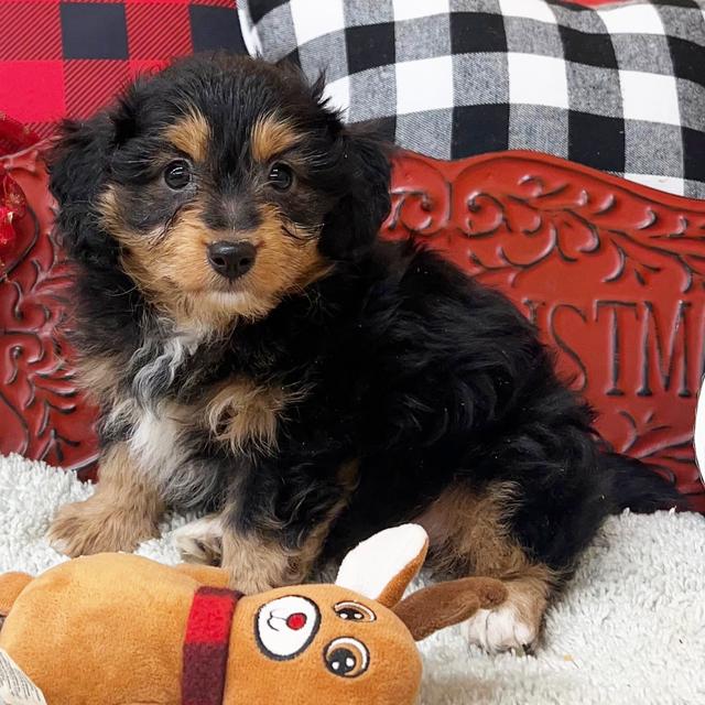 Cooper - Aussiedoodle