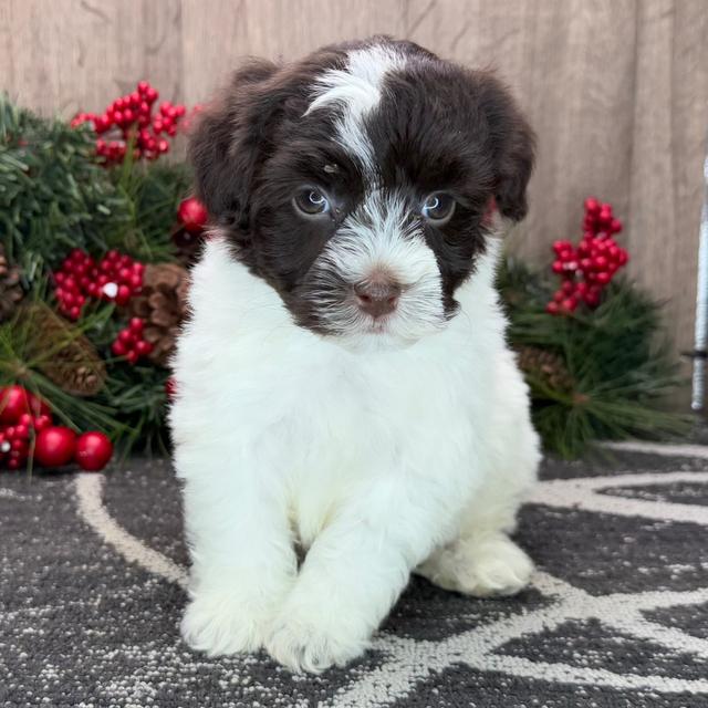 Cain - Havanese