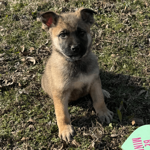 Blue - German Shepherd Dog