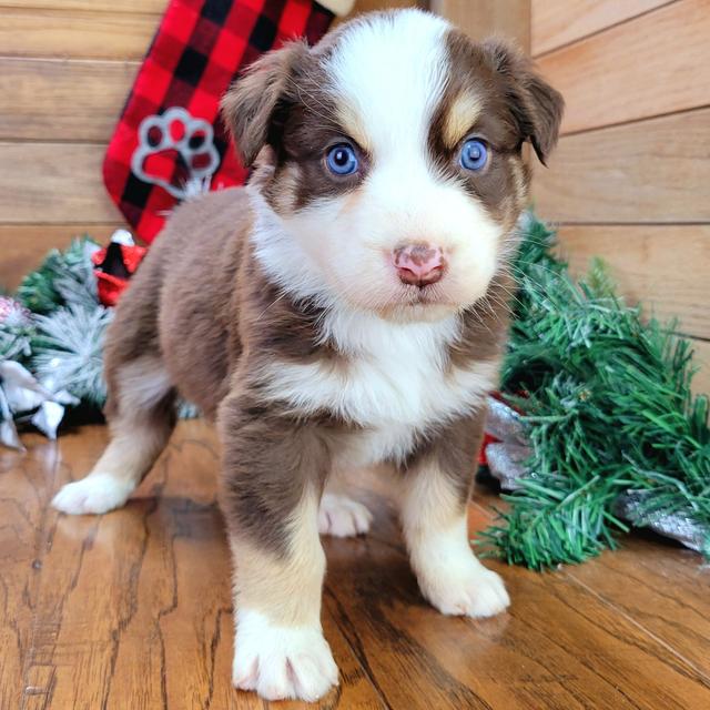 Annie - Australian Shepherd