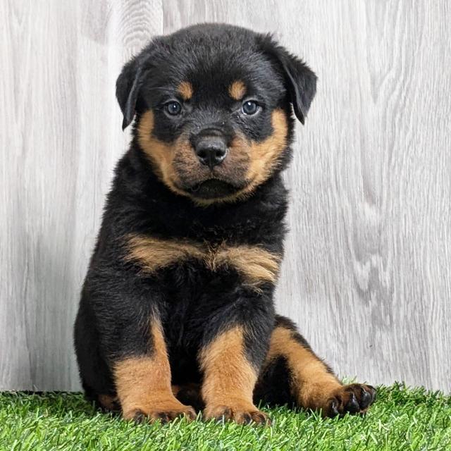 Gunner - Rottweiler