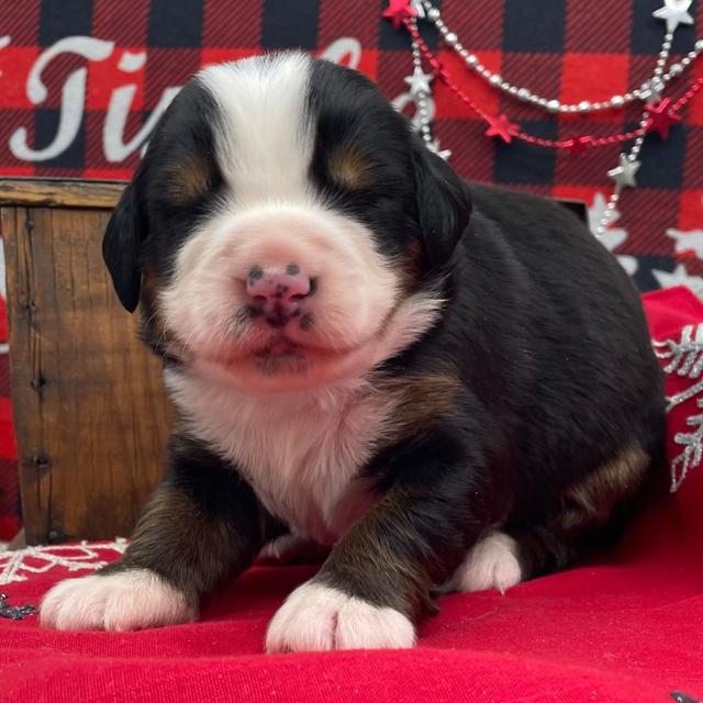 Basil - Bernese Mountain Dog