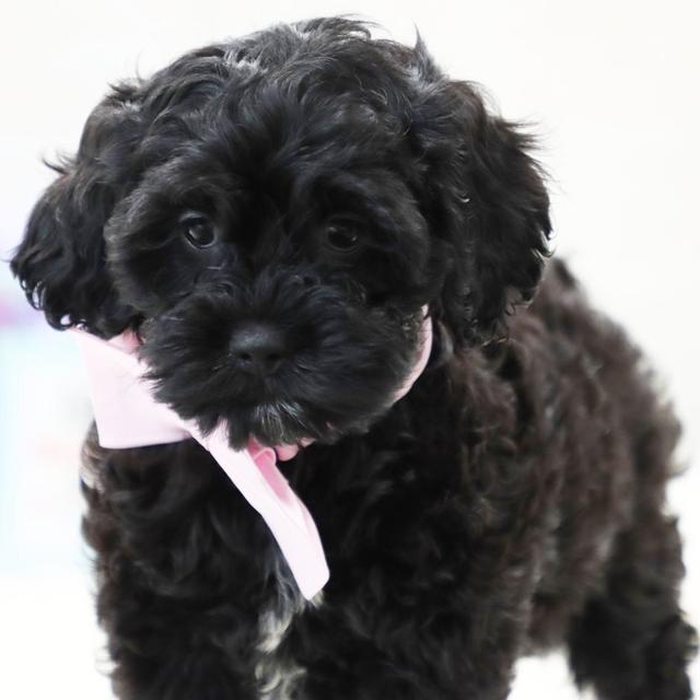 Holly Mae - Cockapoo