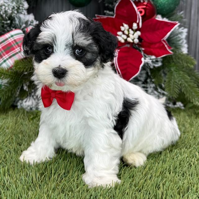 Lenny - Havanese