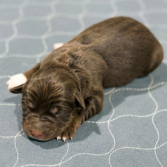 Red - Australian Shepherd