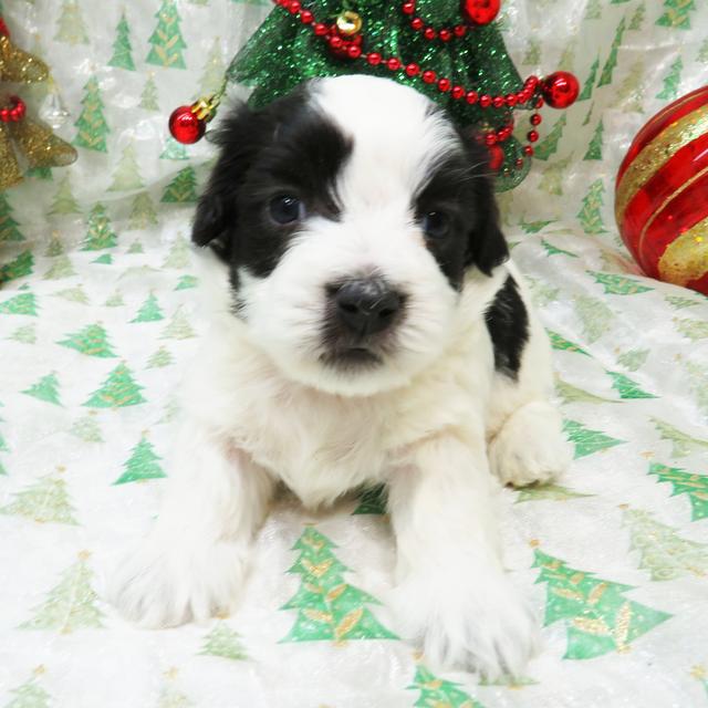 Mark - Coton de Tulear