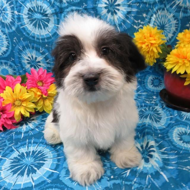 Mark - Coton de Tulear