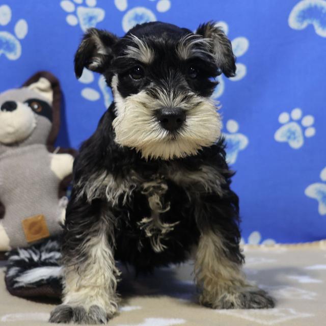 Gavin - Miniature Schnauzer