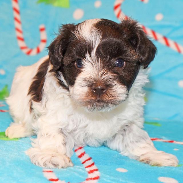 Chancey - Miniature Schnauzer