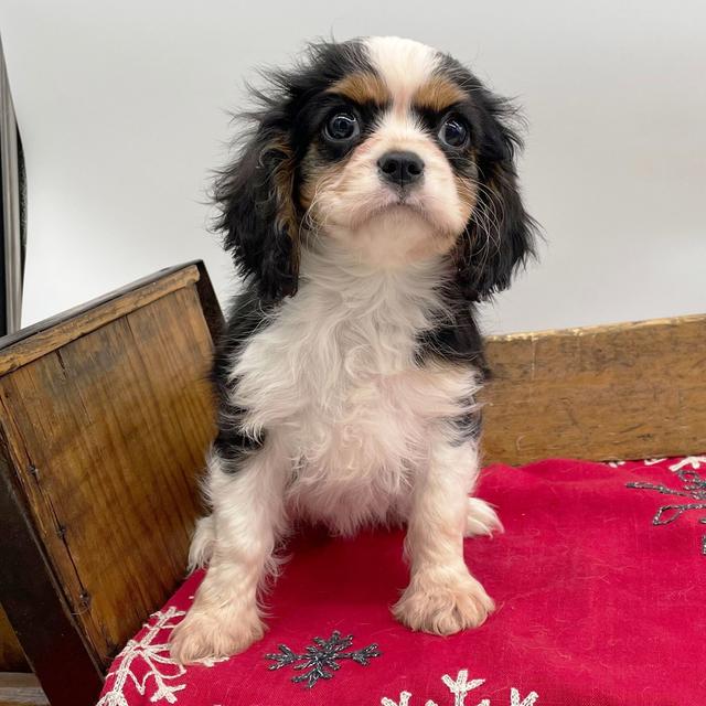 Ella - Cavalier King Charles Spaniel