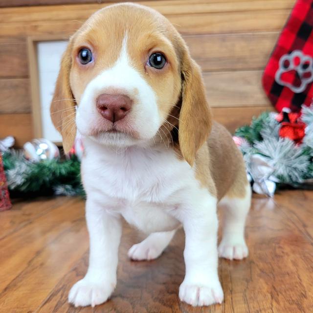 Daisy - Beagle