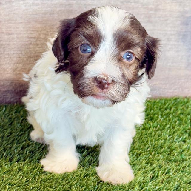 Hunter - Havanese