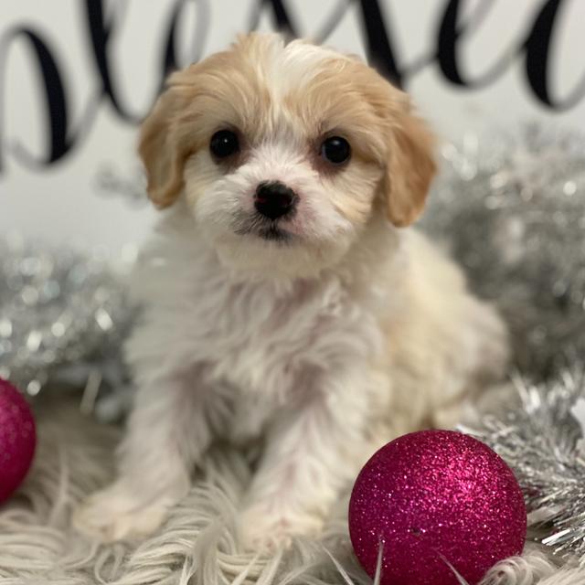 Honey - Cavachon