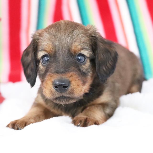 Nathan - Dachshund