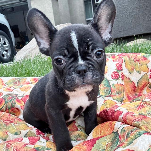 Sarah - French Bulldog