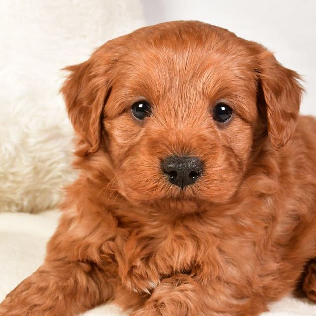 Blitzen - Labradoodle