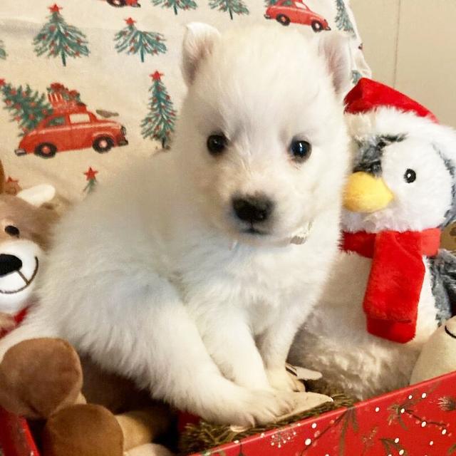 Casper - American Eskimo Dog