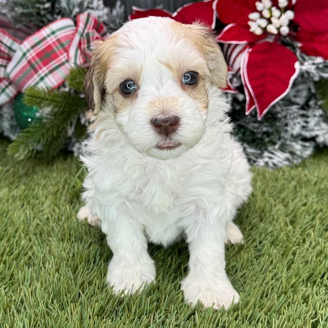 Mavis - Havanese