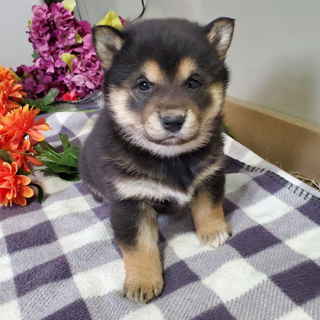 Hannah - Shiba Inu