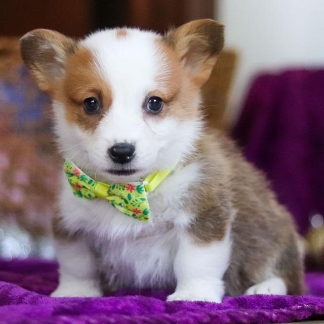 Will - Pembroke Welsh Corgi