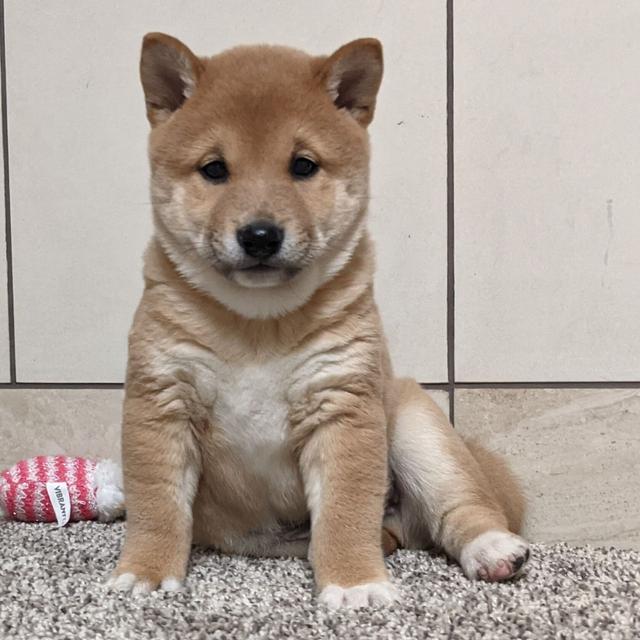 Leroy - Shiba Inu