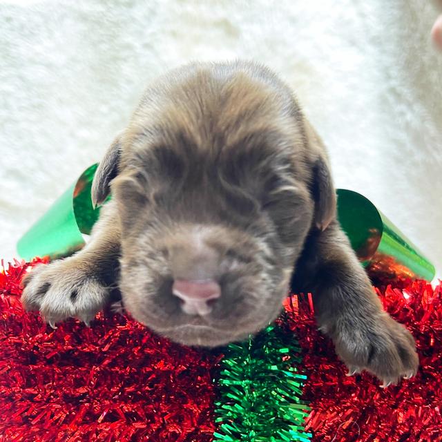 Choco - Labrador Retriever