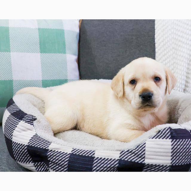 Milo - Labrador Retriever