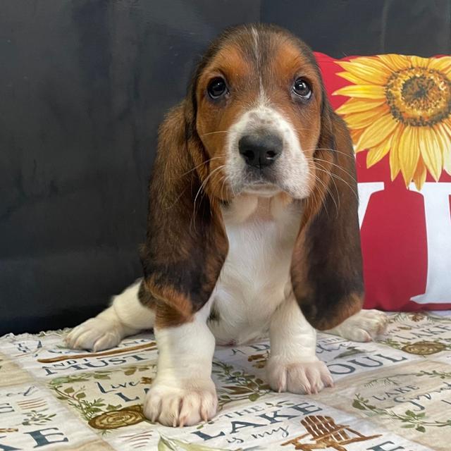 Jazzy - Basset Hound