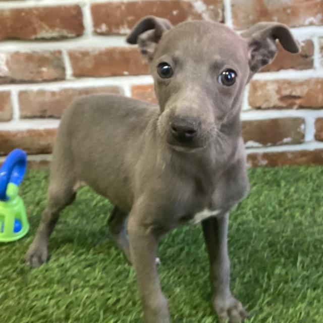 Kevin - Italian Greyhound