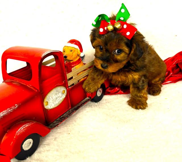 Prancer - Yorkiepoo