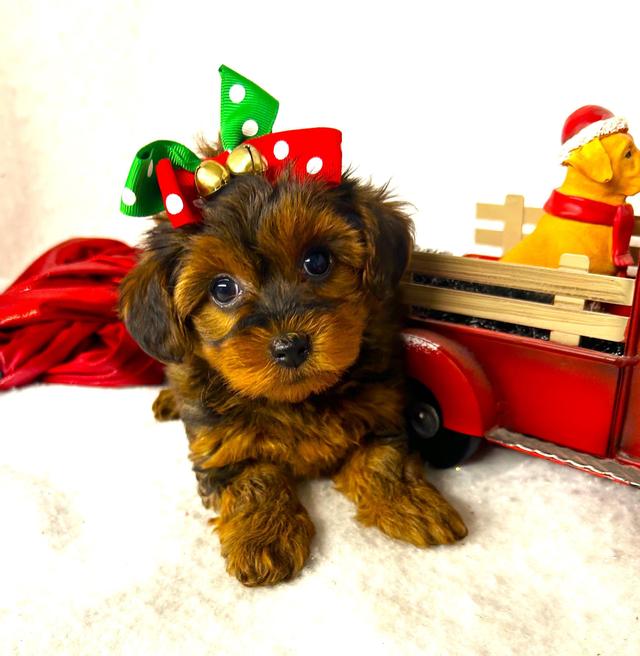 Prancer - Yorkiepoo